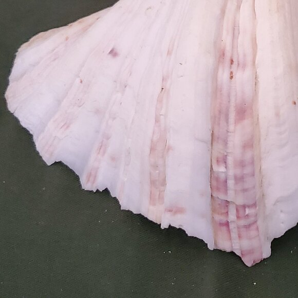 Extra Large Sandy Clam Shell with 5 Small Decorative Seashell Soaps - Picture 3 of 14